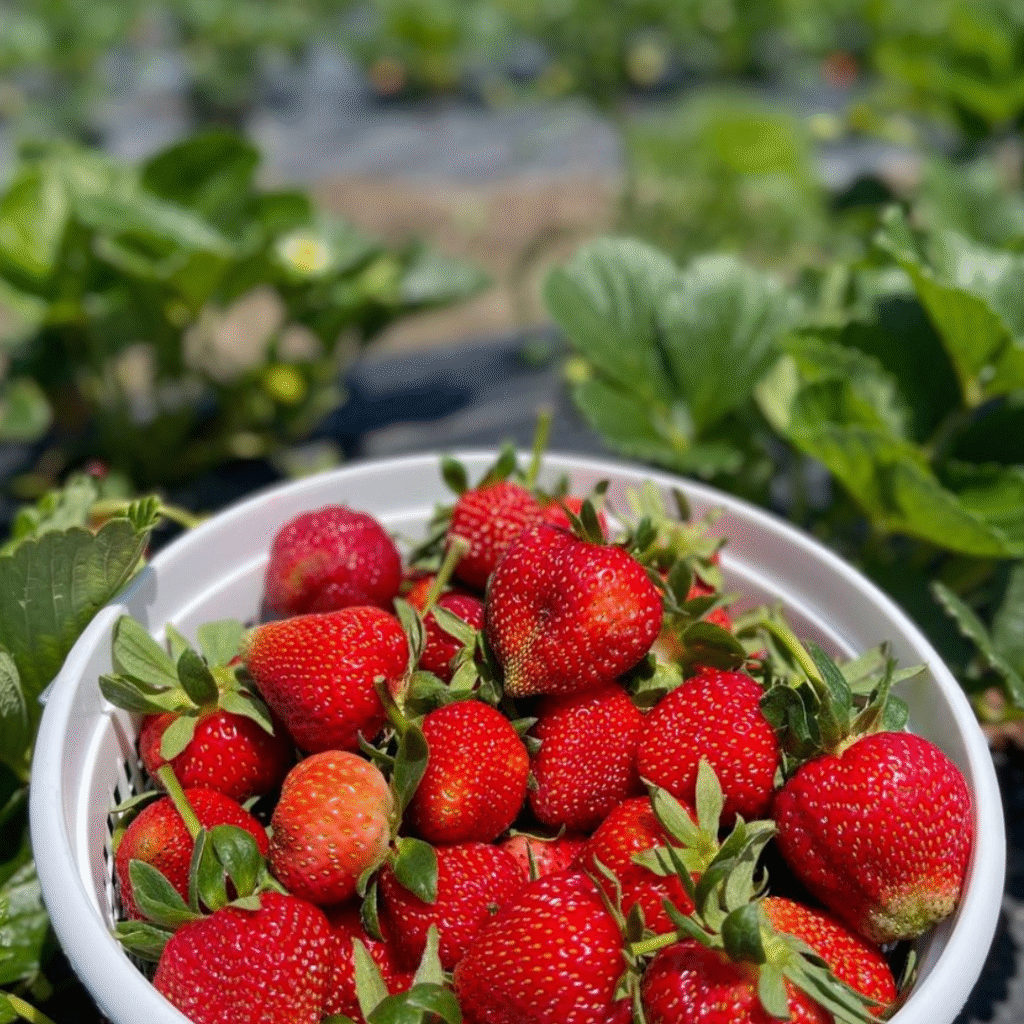 chemical free agricultural solutions (2)